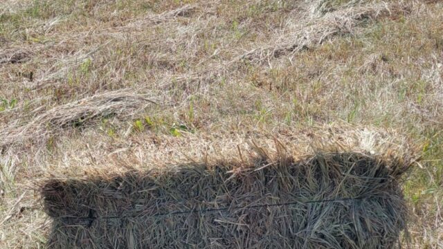 Hay for Sale $7/bale